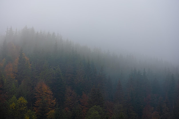 世界最奇葩的五大动物